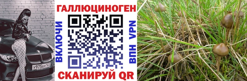 закладки  Йошкар-Ола  Псилоцибиновые грибы Cubensis 